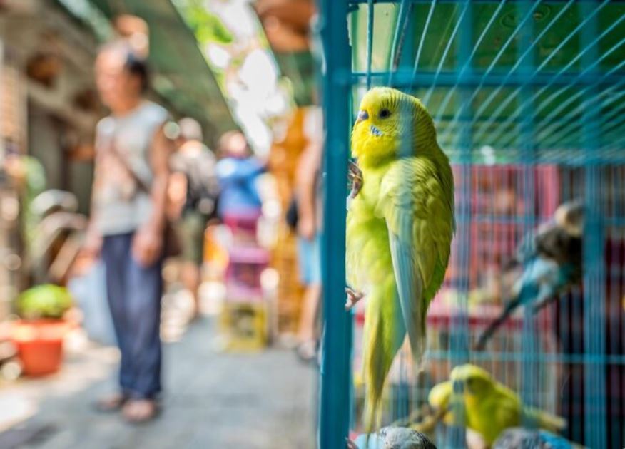 Exotic Pets on Display, What Bird Fairs Reveal About American Tastes
